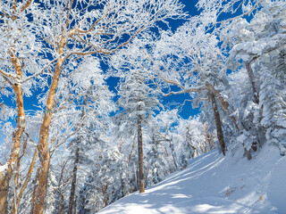 Wall Mural - Trees covered in rime ice standing out against the clear blue sky (Yokoteyama, Nagano, Japan)