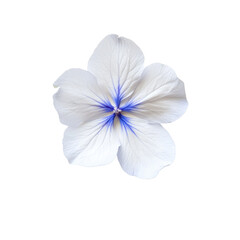 Sticker - Delicate White Flower with Blue Accents on Isolated Background