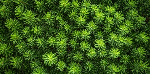 green pine tree branches in the background, dark green in color, top view, flat lay.