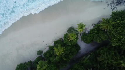 Poster - Bird eye view of landscape scene of dense trees in a sandy coastal area by sea waves on a sunny day