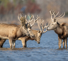 Several elks stand together in the water at sunset.