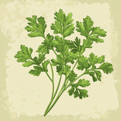 Sticker - coriander