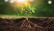 © Marko - A young tree or plant with visible roots, symbolizing stability, commitment, and building a foundation