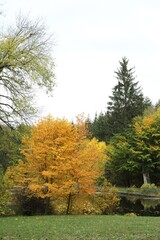 Wall Mural - Beautiful trees near pond in park. Picturesque autumn landscape