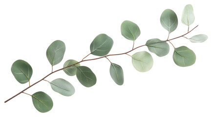 Wall Mural - PNG Silver Dollar Eucalyptus branch minimalist eucalyptus leaves.