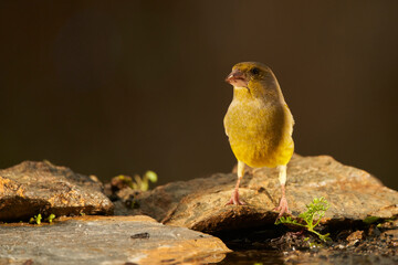 Wall Mural - verderón europeo o verderón común​ (Chloris chloris)​ en el estanque del bosque