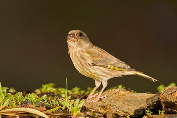 Wall Mural - verderón europeo, verderón común​ (chloris chloris)