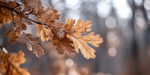 Wall Mural - A selective focus on dried oak leaves highlights their unique texture and form in a serene winter forest, showcasing the beauty of dried oak leaves during the cold season.