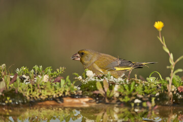 Wall Mural - verderón europeo o verderón común​ (Chloris chloris)​ en el estanque del bosque