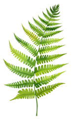 Wall Mural - PNG fern leaf, plant element, transparent background