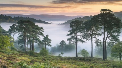 Wall Mural - enchanted misty forest landscape at dawn with ancient pine trees and mystical fog rolling through dense mountain woodland in ethereal morning light
