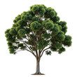 © Ecofx - A digital illustration of a green tree with broad leaves