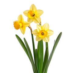 Wall Mural - daffodil isolated on white background full depth of field
