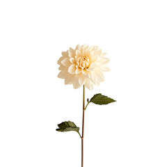 Dahlia isolated on white background full depth of field 