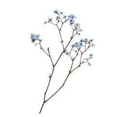 Forget-me-not isolated on white background full depth of field 