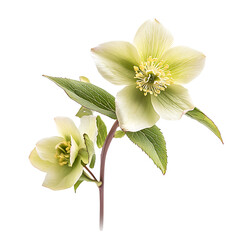 Wall Mural - Hellebore isolated on white background full depth of field 