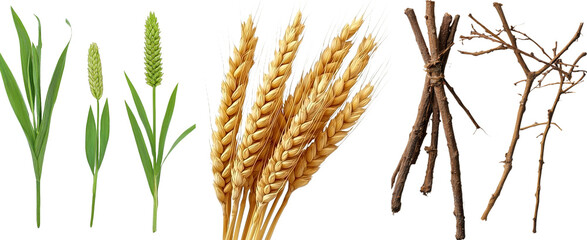 Poster - Sheaf of wheat spikes, on a transparent background. Png format.