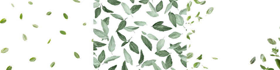 Poster - PNG transparent image of fresh green mint leaves, isolated on a white background.
