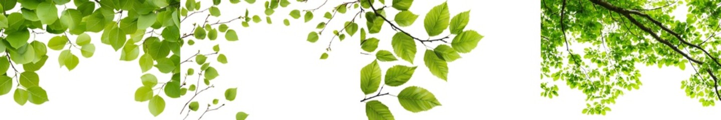 Poster - A tree branch with green leaves, isolated for design and retouch work.