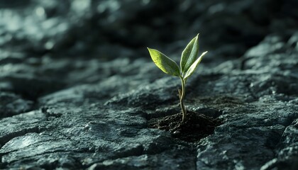 Aufkleber - Green Plant Growing from Cracked Rocky Ground symbolizing Resilience and Hope in a Harsh Environment with a Focus on New Beginnings and Nature’s Tenacity