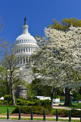 Wall Mural - US Capitol building in springtime - Washington DC United States