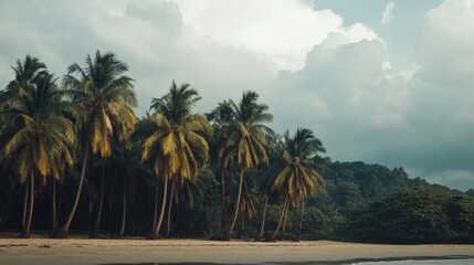 Poster - Serene Beach Landscape with Lush Coconut Palm Trees Under a Dramatic Sky