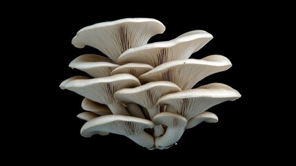 Wall Mural - Raw oyster mushrooms displayed artistically on a black background showcasing a vegan culinary theme for healthy cooking and meal preparation.