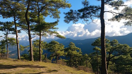 Poster - Pine trees against a stunning sky view in the mountains during a peaceful nature walk