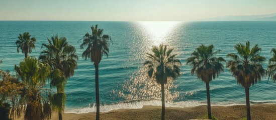 Poster - Tropical beach view with palm trees and tranquil sea reflecting sunlight under a clear sky in a serene coastal landscape