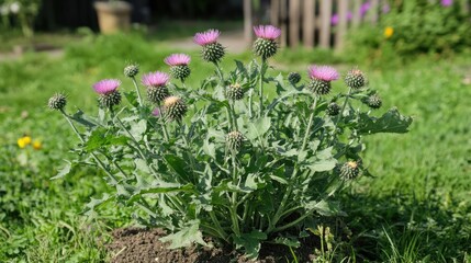 Poster - Overgrown Common Sow Thistles with Purple Blooms in a Lush Green Yard Illustrating Wild Weeds in Natural Garden Setting