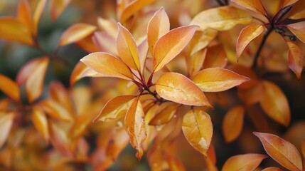 Poster - Decorative shrub with frost-kissed leaves showcasing autumn hues of orange and gold in a serene garden setting
