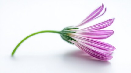 Poster - Macro close up of Osteospermum daisy flower in soft focus against a white background showcasing delicate petals and vibrant colors.