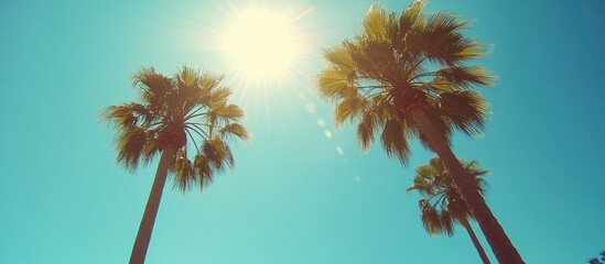 Poster - Tropical palm trees silhouetted against a vibrant sunny sky creating a relaxing vacation atmosphere with bright sunlight and clear blue backdrop