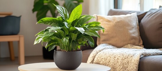 Aufkleber - Cozy interior featuring a potted plant on a table beside a stylish sofa with a soft blanket and decorative cushions in modern decor setting