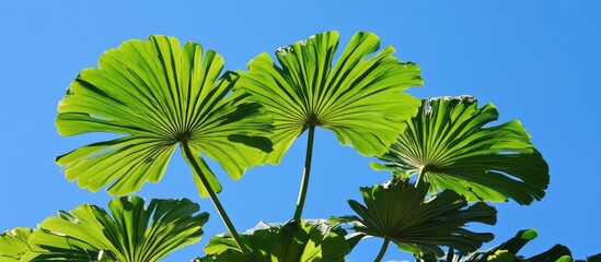 Poster - Vibrant palm tree leaves against a bright blue sky showcasing tropical beauty and nature's elegance.