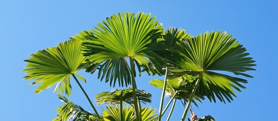 Poster - Vibrant palm tree with expansive fan-shaped leaves against a bright blue sky creating a tropical paradise atmosphere.