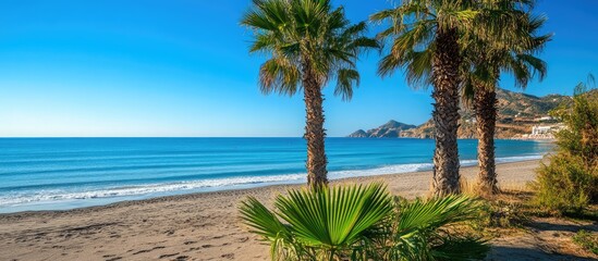 Poster - Tranquil beach scene with palm trees and calm blue sea under a clear sky showcasing natural coastal beauty.
