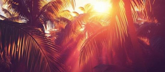 Aufkleber - Sunset rays illuminating a serene palm grove creating a vibrant tropical atmosphere filled with warm light and lush greenery