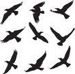 © PapaGray - Birds in Flight Silhouette Set Vector Illustration Graphic