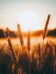 Wall Mural - Sunset over field of wheat