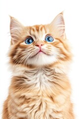 Sticker - Orange Cat with Blue Eyes