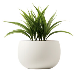 Poster - PNG Living room plant pot vase white background bromeliaceae.