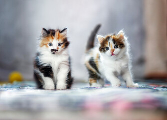 Sticker - two little fluffy kittens sitting on the floor and looking attentively and playfully