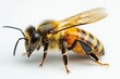 © Vii - A close-up of a bee sitting on a white surface