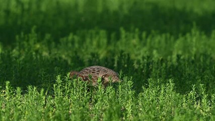 Wall Mural - Partridge. Warm colors nature background. Grey Partridge. Perdix perdix. Birds are feeding in the meadow. Slow motion.