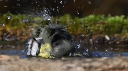 Canvas Print - Eurasian Blue Tit Cyanistes caeruleus Bathing in a Forest Puddle Slow Motion Wildlife Scene. Songbird.