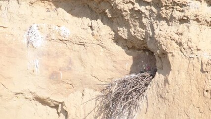 Wall Mural - Common raven, corvus corax. Crow nest with chicks on a sandy cliff in a quarry. Animal wildlife in nature.