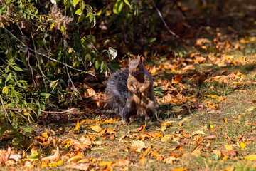 Wall Mural - the eastern gray squirrel (sciurus carolinensis) in the park