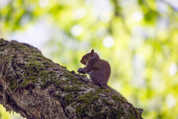 Wall Mural - young eastern gray squirrel, known as the grey squirrel is native animal to eastern north america