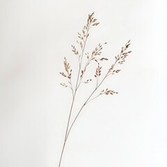 Wall Mural - A thin, brown stem with a few leaves on it